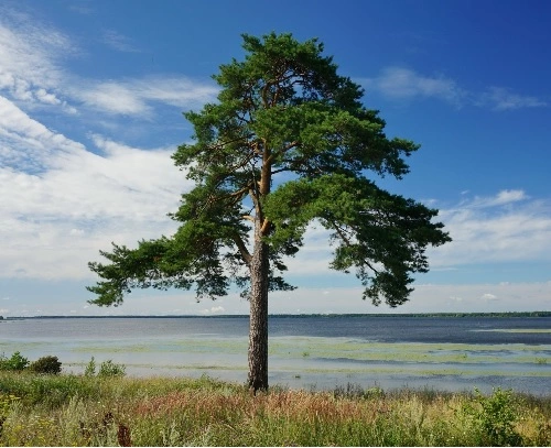 Сосна обыкновенная: полезная информация - Agrobiz.net